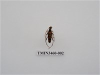 藏品(金毛花天牛)的圖片